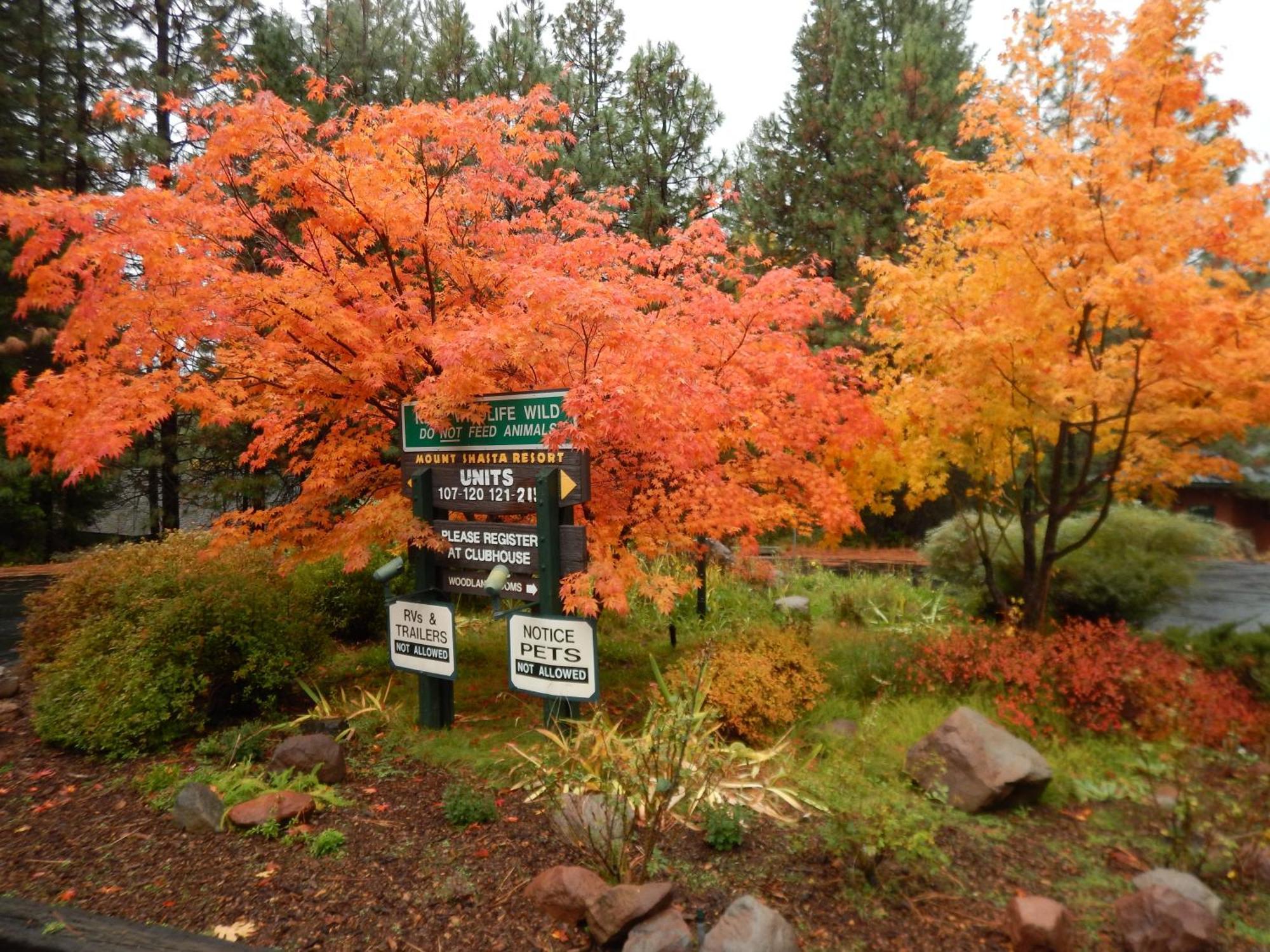 Mount Shasta Resort ภายนอก รูปภาพ